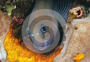 Bicolor blenny