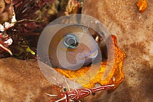 Bicolor blenny