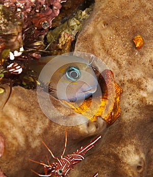 Bicolor blenny
