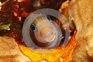 Bicolor Blenny (Ecsenius bicolor) photo