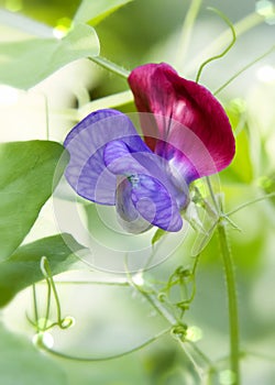 Lovely Little Lathyrus Odoratus Sweet Pea Flower