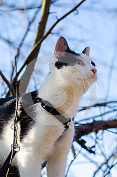 Bicolor cat climbed in a tree and looking at her humans