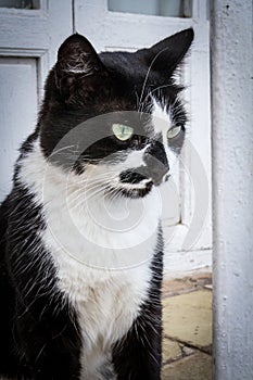 A bicolor cat on the street - image - photo