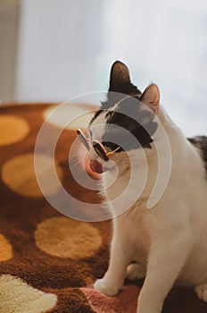 Bicolor cat with sunglasses licking her pink nose