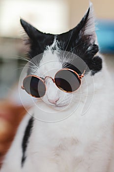 Bicolor cat with sunglasses looking like a photo model