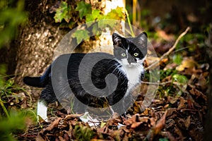 bicolor cats, the black and white cat is certainly one of the most famous specimens.