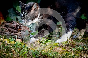 bicolor cats, the black and white cat is certainly one of the most famous specimens.