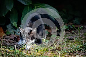 bicolor cats, the black and white cat is certainly one of the most famous specimens.