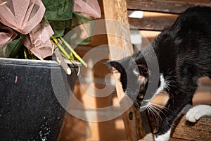 bicolor cats, the black and white cat is certainly one of the most famous specimens.