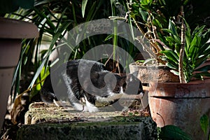 bicolor cats, the black and white cat is certainly one of the most famous specimens.