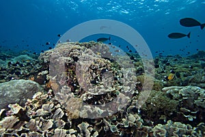 Bicolor Chromis Chromis margaritifer