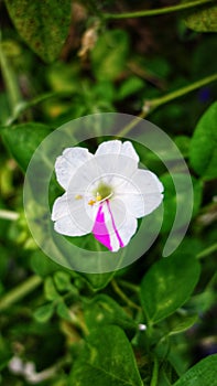 bicolor color flowers white and pink photo