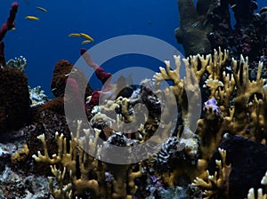 Bicolor Damselfish