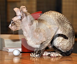 Bicolor devon rex cat