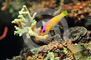 Bicolor dottyback photo