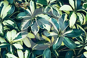 Bicolor dwarf umbrella tree plant