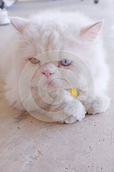 Bicolor-eyed Persian cat with white fur lying on its stomach on white background.