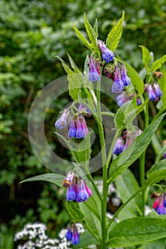 Bicolor flowers of blooming Symphytum officinale on blurred foliage background. Selective focus.