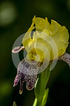 Bicolor garden flower iris