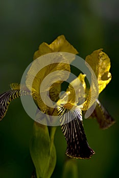 Bicolor garden flower iris