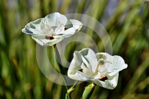 Bicolor Iris blossom