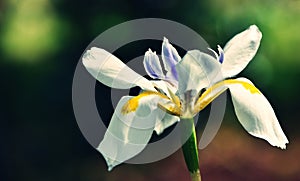 Bicolor Iris