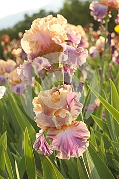 Bicolor iris on a flower bed