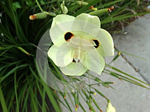 Bicolor Iris, Yellow Iris, Dietes bicolor