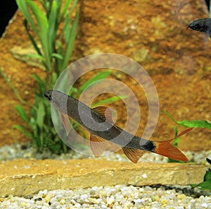 Bicolor Labeo, epalzeorhynchos erythrurus, Young Fish