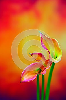 Bicolor mini calla lilies on abstract gradient blurry background