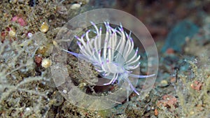 Bicolor nudibranch close up. White and violet sea slug