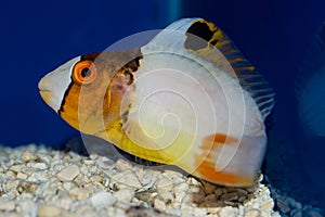 Bicolor Parrotfish photo