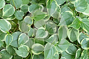 Bicolor peperomia plant, Green leaves background