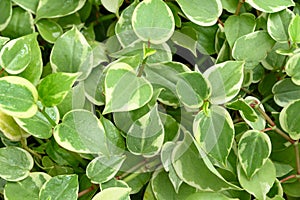 Bicolor peperomia plant, Green leaves background