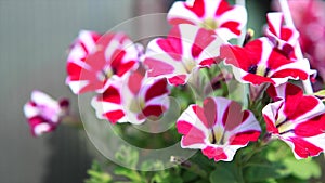 Bicolor petunia flower covered sunlight