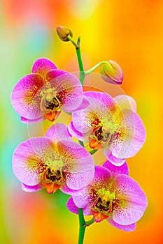 Bicolor phalaenopsis orchids on abstract background