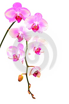 Bicolor phalaenopsis orchids on white background