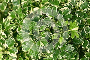 Bicolor polyscias plant growing in garden