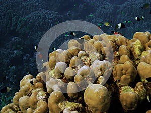 Bicolor Pullers Centruroides bicolor in the Red Sea