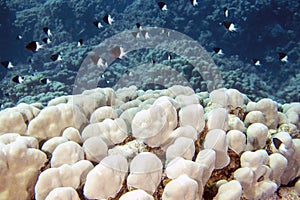 Bicolor Pullers Centruroides bicolor in the Red Sea