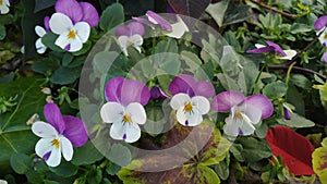 Bicolor purple and white mini pansies