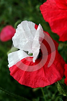 bicolor red and white poppy