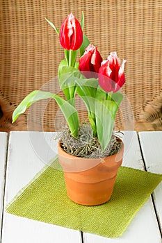 Bicolor red white tulips in a clay pot.