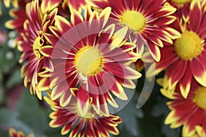 Bicolor red and yellow flower bud. two coloured Chrysanthemum flower in garden close up