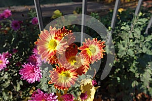 Bicolor red and yellow flowers of semidouble Chrysanthemums in November photo