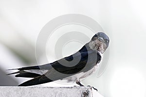 Bicolor swallow
