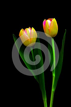 Bicolor tulips on black background