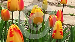 Bicolor tulips blossom along a stone alley. Close-up