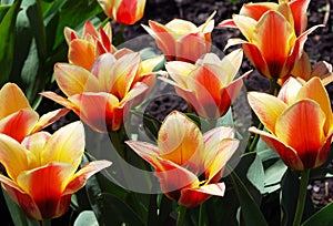 Bicolor tulips bright decoration of a spring flower bed