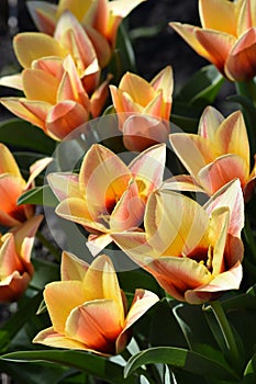 Bicolor tulips bright decoration of a spring flower bed